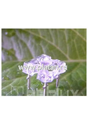 BL-FL7660PGC, Светодиод "Пиранья" зеленый чистый 75  5000мКд 525нМ (Ultra Pure Green)